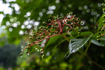 rain drops on a leaf