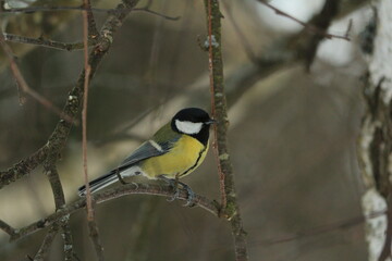 Great tit with a yellow belly, green wings, black cap and tie sits on a birch branch on a cloudy winter day on a dark background. Titmouse in winter.