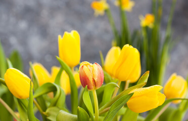 Obraz premium Spring yellow tulips bouquet on gray background