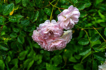 pink rose bush