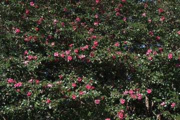 山茶花　花模様