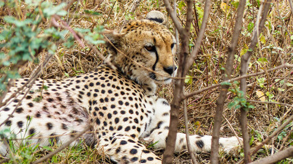 leopard in the grass