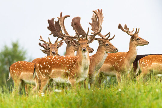 Group of male fallow deer, dama dama, standing on a horizon with sky in background. Animal wildlife with growing antlers covered with velvet looking on a green meadow from low angle view.