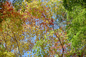 カラフルな紅葉　葉模様