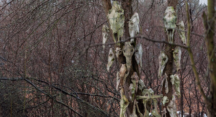 Bone totem in the middle of the forest
