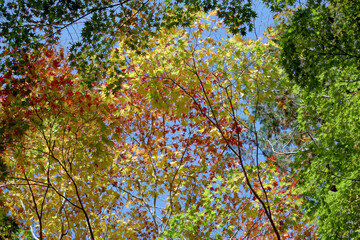 カラフルな紅葉　葉模様