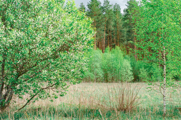 Young green foliage blooms in the trees. Bird cherry with white flowering branches stands in a clearing in the forest. Nature awakening in spring. Landscape.