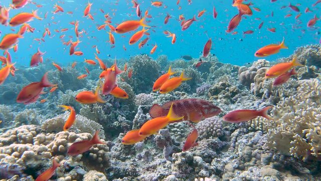 Scene of a beautiful coral reef with lots of orange fishes (Pseudanthias squamipinnis) moving in the foreground.