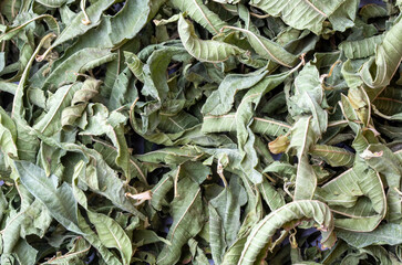 Dried Melissa officinalis on the white background