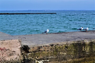 seagulls on the beach