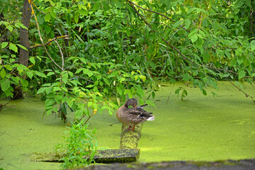 The duck sleeps on a log in an overgrown old pond. Waterfowl in nature. A pond covered with duckweed and greenery on a sunny day. Domestic duck close-up.