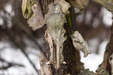 Bone totem in the middle of the forest