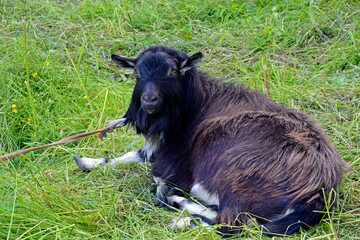 The goat lies in the meadow. Funny black long-haired goat. The pet is tied to a butt in the open air.