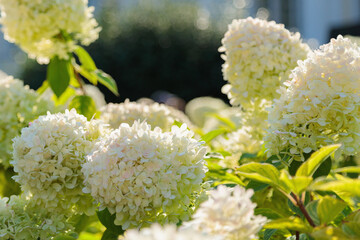 Magnificent heads of huge white hydrangeas.