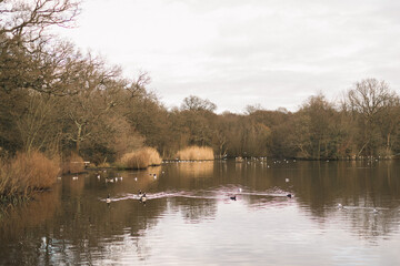 lake, a pair of wild geese and trees