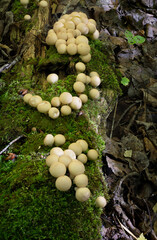 Three clusters of small puffball mushrooms growing from an old moss covered log.