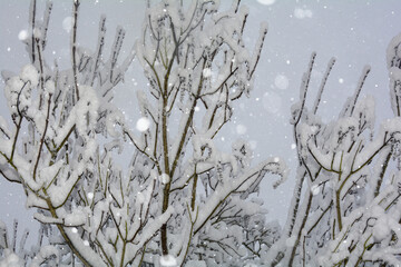 Snow-covered tree with snowflakes