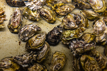 close up of oysters