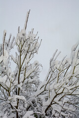 Snow-covered tree in snowfall in winter