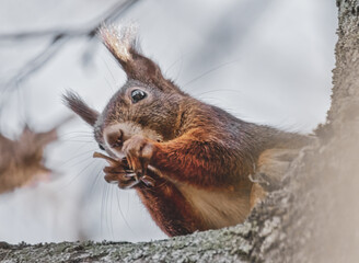 Fressendes Eichhörnchen im Baum