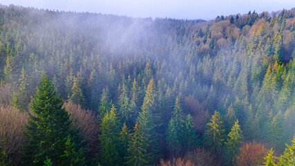 Pine forest fog smoke mountains