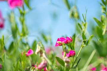 Lathyrus tuberosus, tuberous pea, tuberous vetchling, earthnut pea, aardaker, tine-tare climbing groundcover with pink bee-pollinated flowers. Used in agriculture, medicine, beekeeping