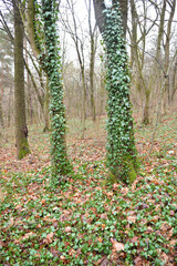 Ivy (Hedera helix) grows in the wild in the forest