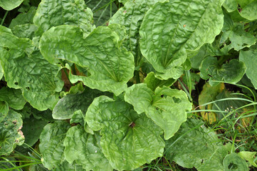 Fototapeta premium In nature, the plantain (Plantago cornutii) is growing