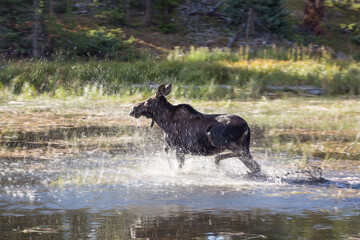 Moose Calf runs after being spooked!