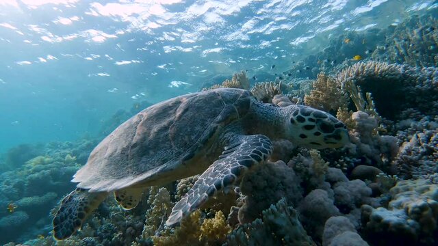 Hawksbill sea turtle swimming slowly close to a beautiful coral reef