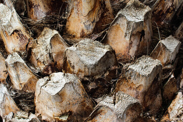 Palm tree  trunk detailed textured background