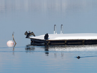 (Phalacrocorax carbo) Grands Cormorans ou Cormorans communs posés sur un ponton en hiver se...