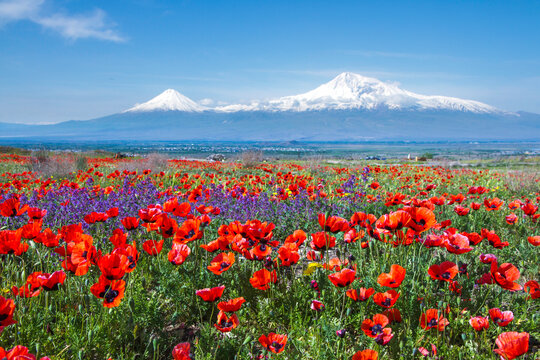 Mount Ararat (Turkey) at 5,137 m viewed from Yerevan, Armenia. This snow-capped dormant compound volcano consists of two major volcanic cones described in the Bible as the resting place of Noah's Ark.