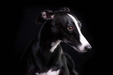  Portrait of Whippet dog on a black background