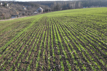 Winter wheat sowings