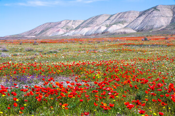 Plakat Beautiful red poppy flower field in colorful spring.