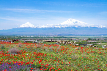 Mount Ararat (Turkey) at 5,137 m viewed from Yerevan, Armenia. This snow-capped dormant compound...