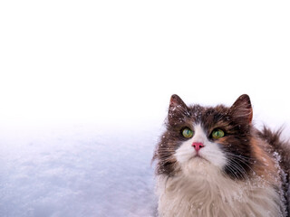 A beautiful fluffy cat sits on the snow and looks up. Space for text