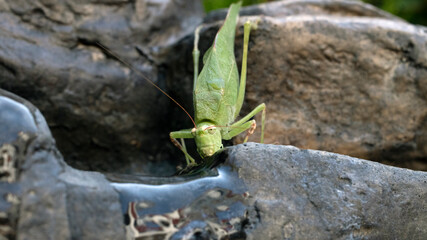 Saltamontes hoja verde