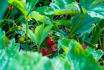 red strawberries among the leaves of a strawberry bush in the garden in summer