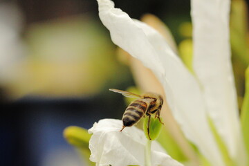 abeja sobre flor blanca orquidea brasilera, polen