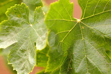 hojas de parra, arbol de uvas, hojas verdes, primer plano
