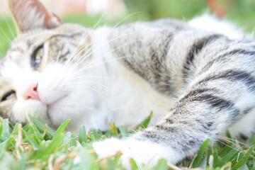 GATO