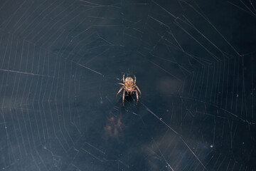 Close up of a brown spider