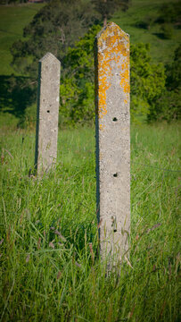 Bolardos de hormig&oacute;n con liquen amarillo en pradera de hierba