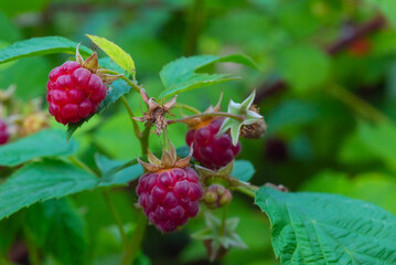 ripe raspberries hang on a raspberry bush with green leaves in the middle of summer in the garden