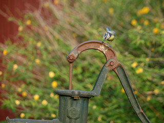 breeding pair of blue tits in a natural country garden