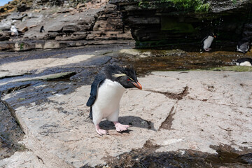 Obraz premium The Rockhopper Penguin (Eudyptes chrysocome)