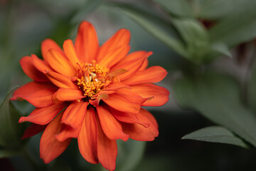 orange zinnia flower in the garden
