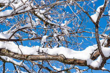 Image of snow and ice covered tree branches with blue sky in the background